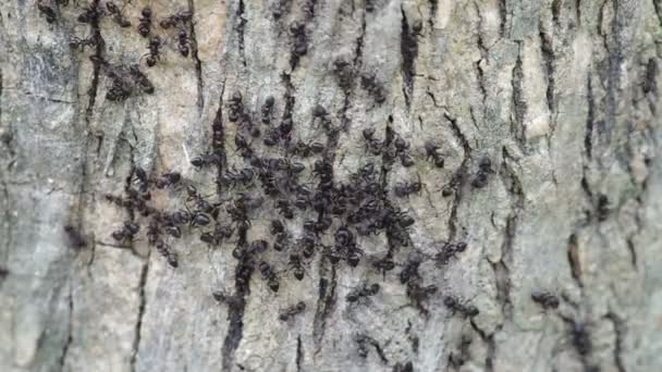 fekete hangyák a száraz fa kéreg - Felvétel, videó