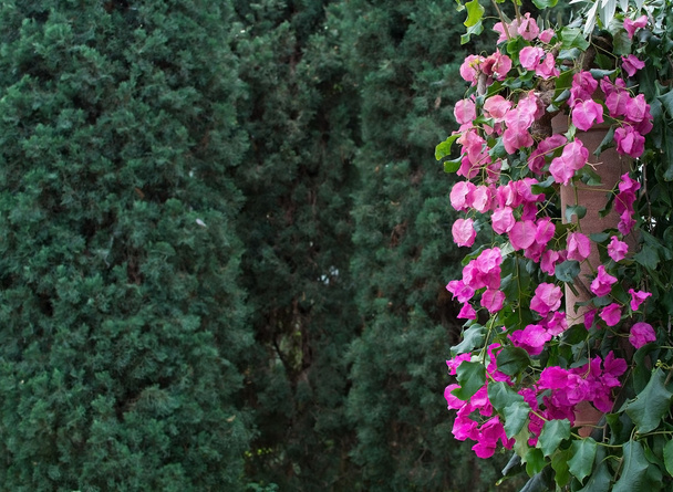 Ροζ μπουκαμβίλιες με πράσινη βλάστηση - Φωτογραφία, εικόνα