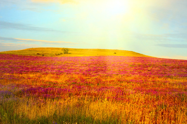 Zomerochtend. weiland met wilde bloemen in warme eerste sunlights - Foto, afbeelding