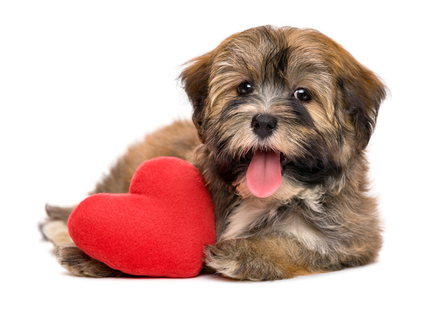 Cute happy valentine havanese puppy dog with a red heart - Photo, Image