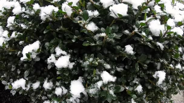 chute de neige sur les arbustes
 - Séquence, vidéo