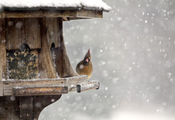 Cardinal at Bird Feeder - Фото, изображение