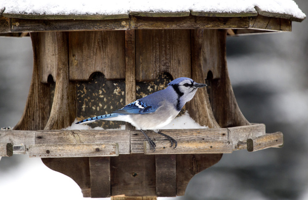 Jay bleu à Bird Feeder hiver
 - Photo, image