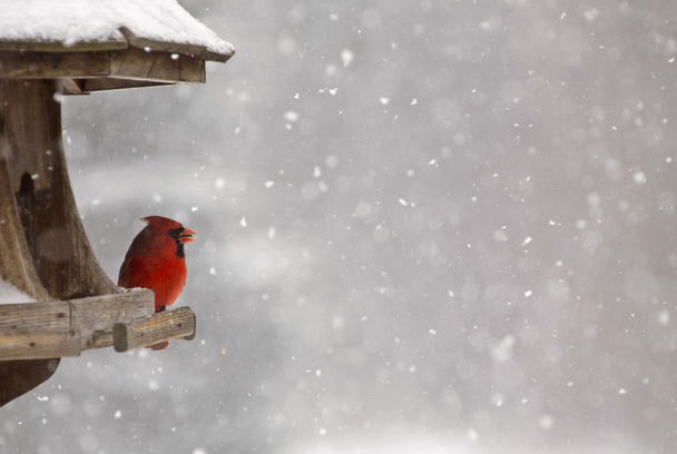 Cardinal at Bird Feeder - Фото, изображение