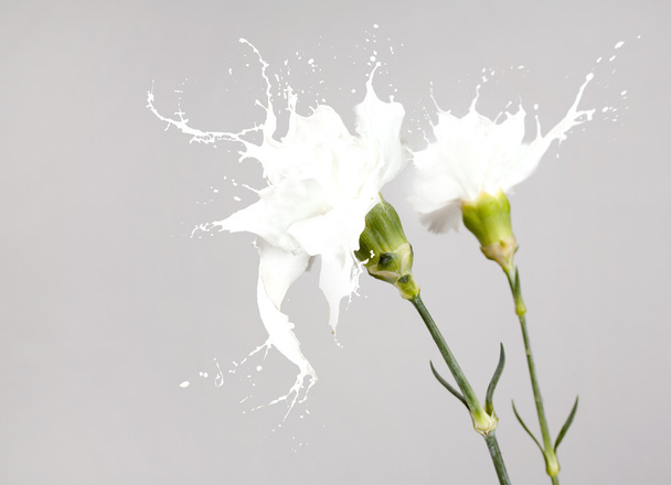 White splash flowers - Photo, image