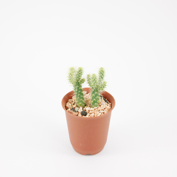der kleine grüne Kaktus im kleinen braunen Pflanzentopf - Foto, Bild
