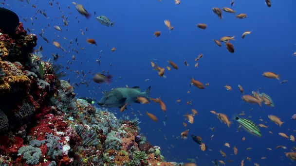 マグロふぐと青い海の 1 つのフレームにサメ - 映像、動画