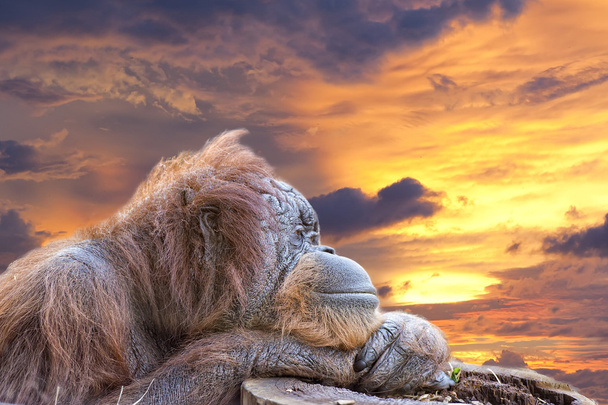orangután majom zár megjelöl portré - Fotó, kép