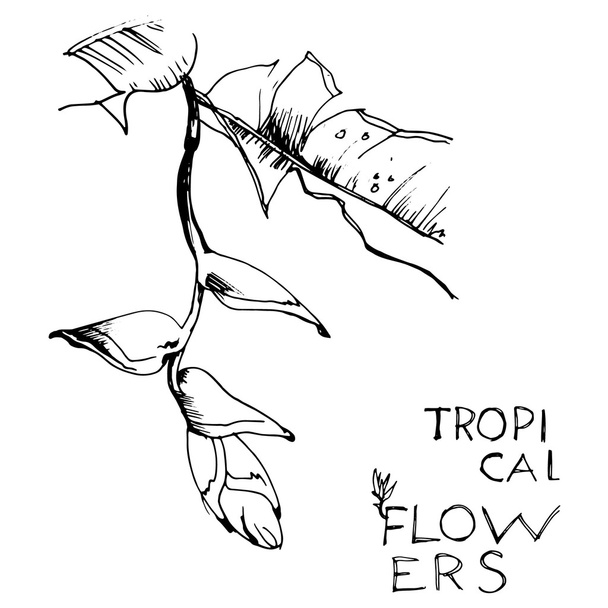 Design exotic flowers of Tropical. Vector illustration. - Διάνυσμα, εικόνα