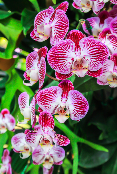 Close up beautiful pink orchid  - Photo, Image