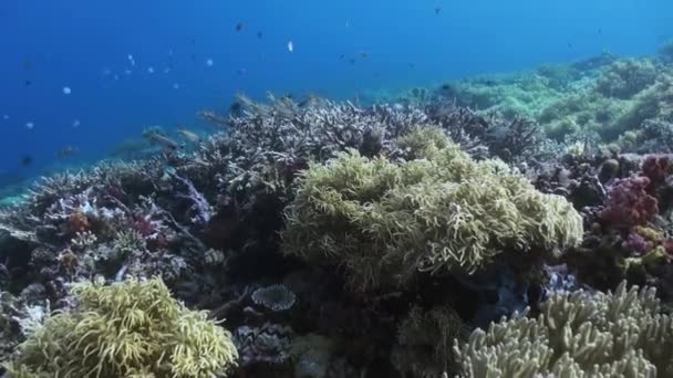 De onderwaterwereld van Bali Indonesië. - Video