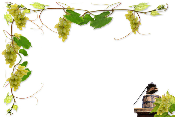 wijnbouw en druivenmost - Foto, afbeelding