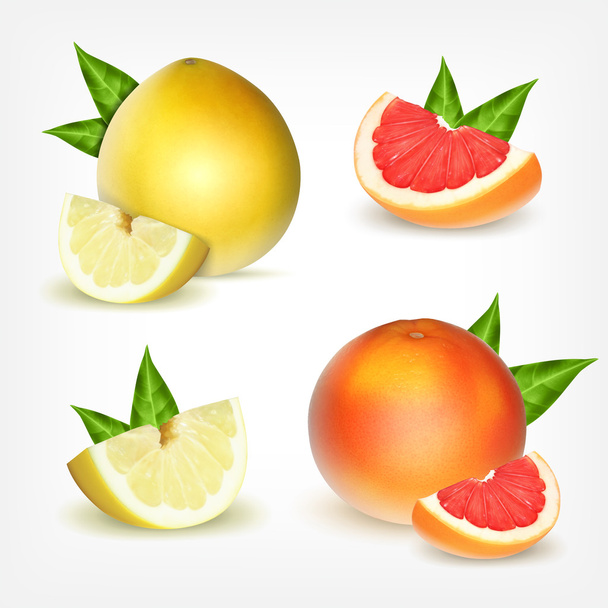 柑橘類のセット - ベクター画像