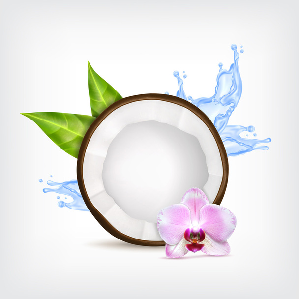 Coconut with green leaves - Vector, Image