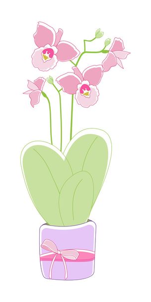 Vaaleanpunainen orkidea kukka (phalaenopsis) vihreät lehdet potin eristetty valkoisella pohjalla. Kuva rakkaudesta ja kauneudesta. Luonnollinen tausta ja muotoilu
 - Vektori, kuva