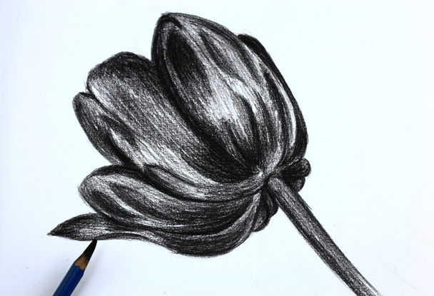 Tužka, kreslení květin - Fotografie, Obrázek