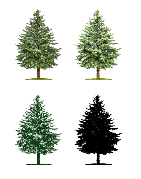 Baum in vier verschiedenen Illustrationstechniken - Kiefer - Foto, Bild