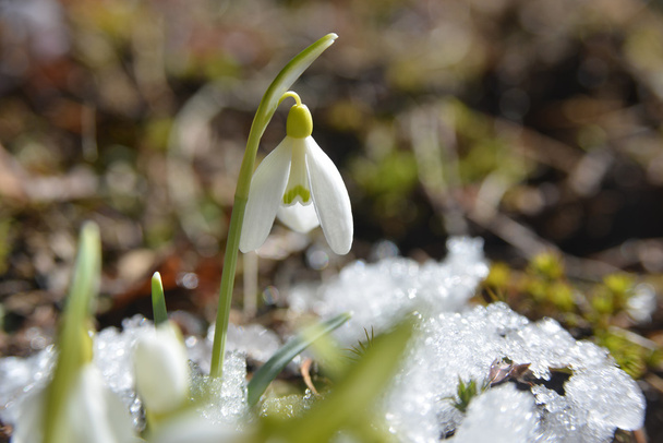 ensimmäinen kevät kukat - lumisade
 - Valokuva, kuva