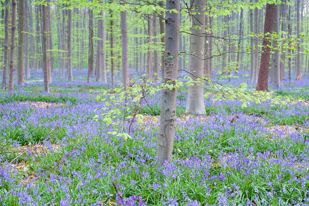 bluebells ανθοφορίας στο δάσος οξιών - Φωτογραφία, εικόνα