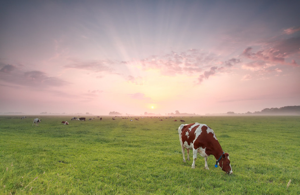 Kuh weidet Gras bei Sommersonnenaufgang - Foto, Bild