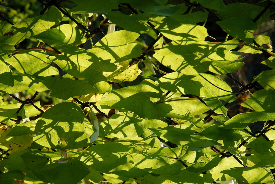green leaves of hedge bindweet - Foto, Imagem