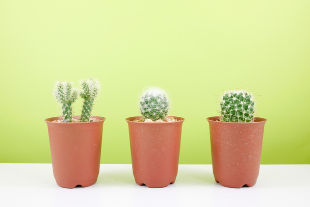 El pequeño cactus verde en maceta pequeña planta marrón sobre mesa blanca
 - Foto, Imagen