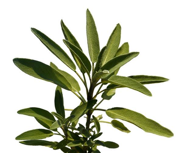 Leaves sage tea - Foto, Imagem