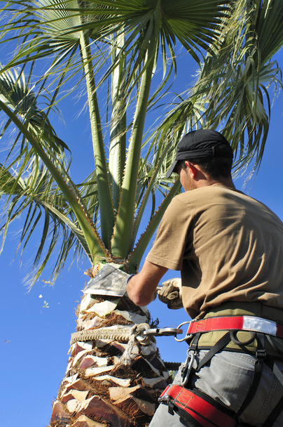 Un arborista potatura la cima di un tronco di palma
 - Foto, immagini