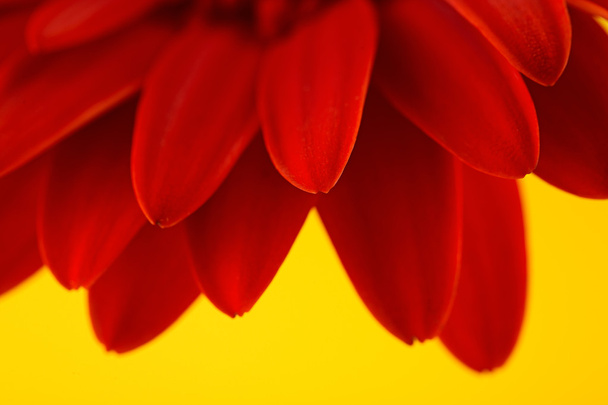 Red gerbera isolated on yellow background - Foto, imagen
