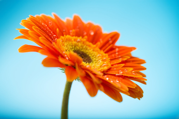 Pétalas de laranja molhadas de flor de margarida gerbera
 - Foto, Imagem