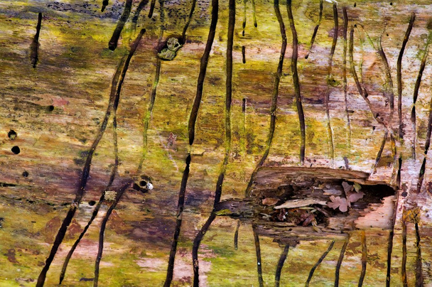 Effects of a birch bark beetle, Scolytus ratzeburgi - Photo, Image