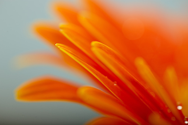 ガーベラ デイジーの花のオレンジ色の花弁が濡れています。 - 写真・画像