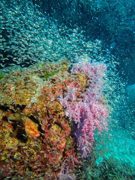 Морський окунь плямистий синій і кораловий риф  - Фото, зображення