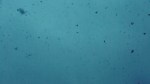 Χιονόπτωση. Πολλές χιονονιφάδες πετούν ενάντια στη γαλάζια ομίχλη.. - Πλάνα, βίντεο