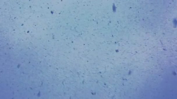 Schneefall. Viele Schneeflocken fliegen gegen den blauen Nebel. - Filmmaterial, Video