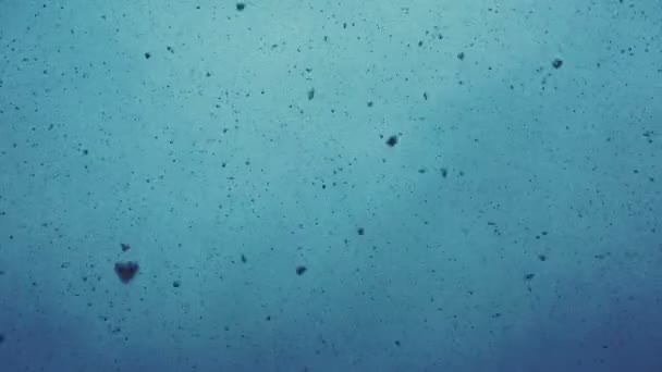 Chute de neige. Beaucoup de flocons de neige volent contre la brume bleue
. - Séquence, vidéo