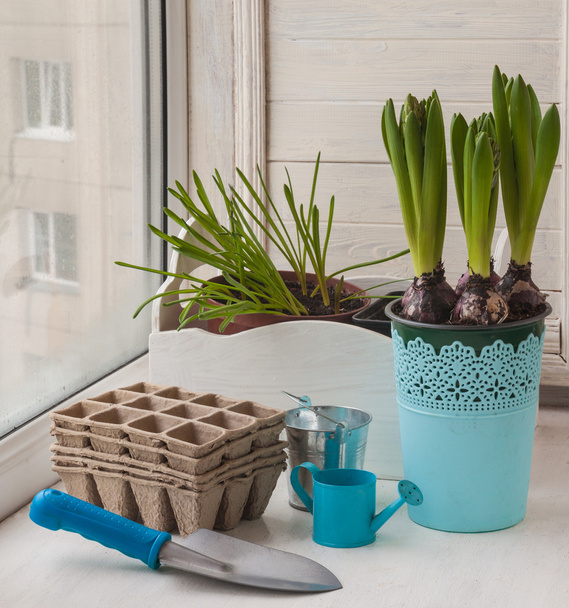 hyacinths and muscari in pots - Photo, Image