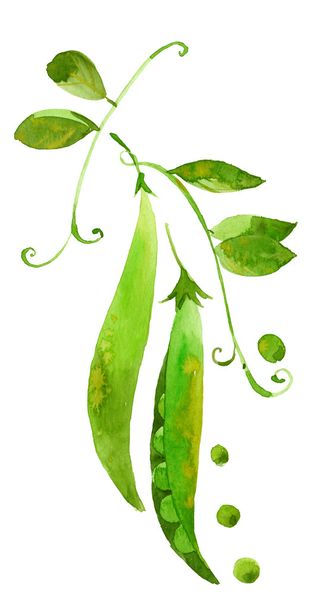 watercolor green peas - Φωτογραφία, εικόνα