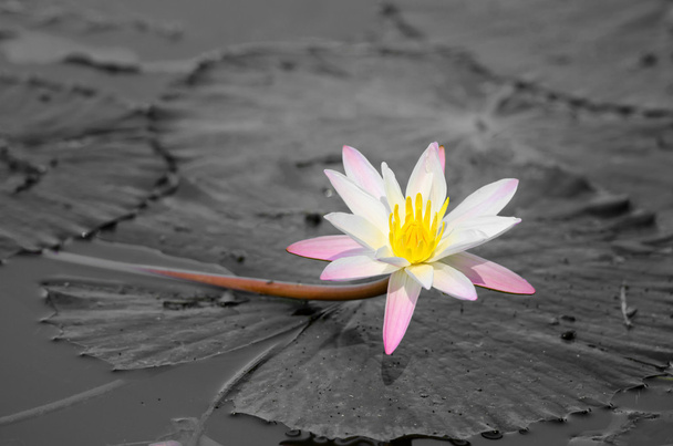 liliom virág - Fotó, kép