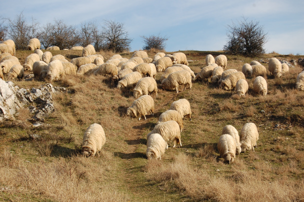 kudde schapen die graasden - Foto, afbeelding