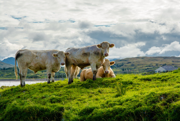 Стада великої рогатої худоби на пасовищі в Ірландії - Фото, зображення