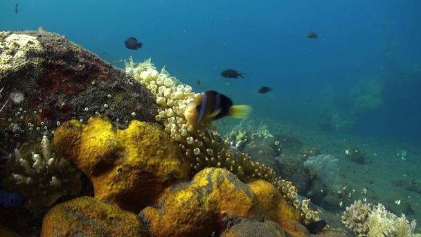Yellow Clownfish In White Anemone In Blue Sea. - Video