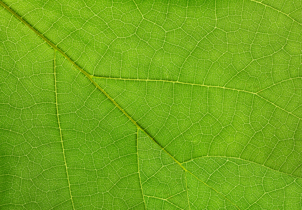 Leaf of a plant close up - Photo, Image