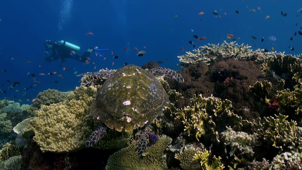 餌を求めてサンゴ礁でウミガメが泳いでください。. - 映像、動画