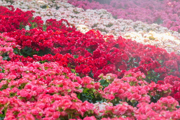 selektivní zaměření barevné begonia květy s vodou, se - Fotografie, Obrázek