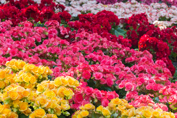enfoque selectivo de flores de begonia coloridas con spray de agua, se
 - Foto, Imagen