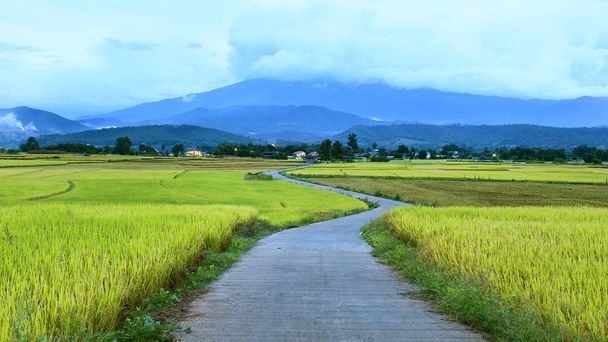 The beautiful landscape of rice fields - 写真・画像