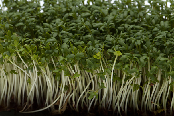 Cress seedlings isolated on white backgroun - Photo, Image