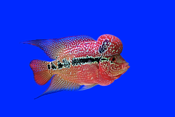 Kukkatorvi (cichlid) tai kalat (cichlasoma)
  - Valokuva, kuva