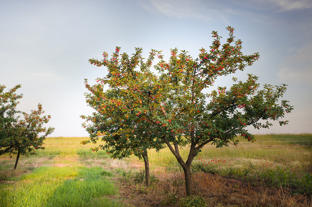 kirsikat hedelmätarhassa
 - Valokuva, kuva